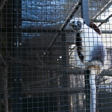 Duke Lemur Center 2016